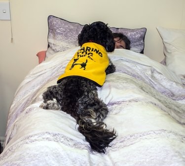 Service, Therapy, and Emotional Support Dogs: Key Differences Explained