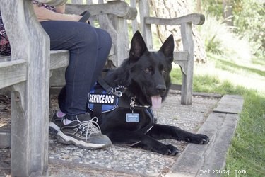 Service, Therapy, and Emotional Support Dogs: Key Differences Explained