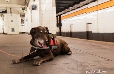 Service, Therapy, and Emotional Support Dogs: Key Differences Explained