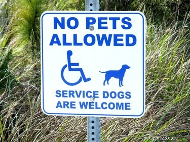 Service, Therapy, and Emotional Support Dogs: Key Differences Explained