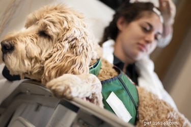 Service, Therapy, and Emotional Support Dogs: Key Differences Explained
