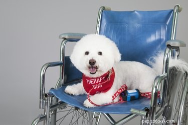 Service, Therapy, and Emotional Support Dogs: Key Differences Explained