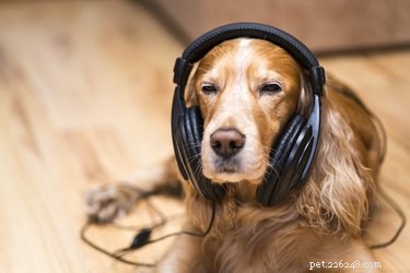 New Study Shows Dogs Can Filter Noise Like Humans