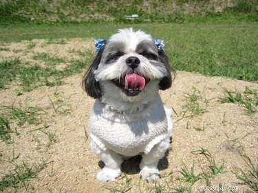 Create a Safe, Chemical-Free Dog Tear Stain Remover at Home