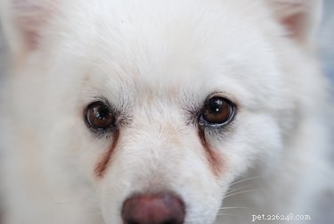 Create a Safe, Chemical-Free Dog Tear Stain Remover at Home