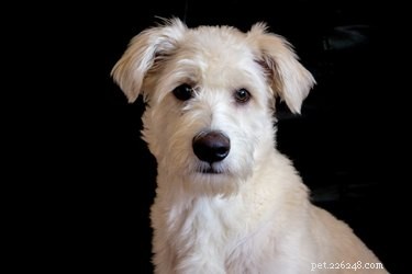 Create a Safe, Chemical-Free Dog Tear Stain Remover at Home