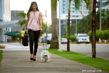 Guide to Politely Asking Strangers to Respect Your Dog s Space