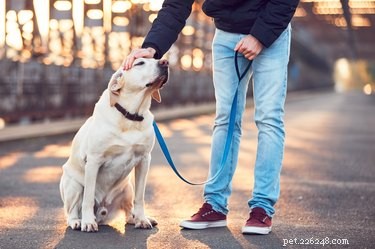 Guide to Politely Asking Strangers to Respect Your Dog s Space