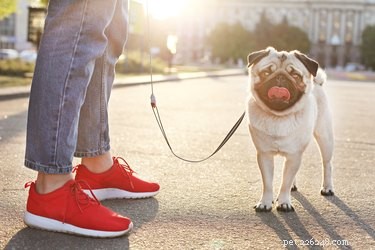 Guide to Politely Asking Strangers to Respect Your Dog s Space