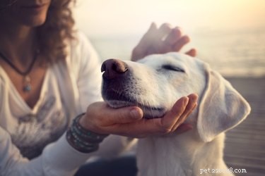 The Ultimate Guide to Petting Dogs: Techniques & Signals