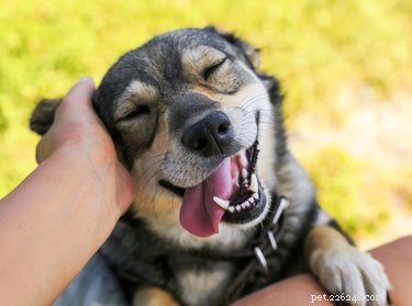 The Ultimate Guide to Petting Dogs: Techniques & Signals