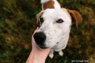 The Ultimate Guide to Petting Dogs: Techniques & Signals