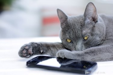 Do Pets Feel Jealous of Your Phone? Expert Insights