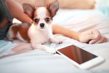 Do Pets Feel Jealous of Your Phone? Expert Insights