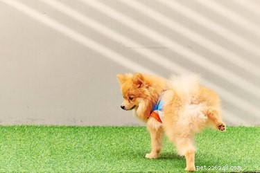 Do Dog Grass Boxes Offer Value? An Expert Review of Cost vs. Convenience