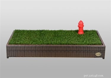 Do Dog Grass Boxes Offer Value? An Expert Review of Cost vs. Convenience