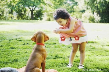 Can Dogs Understand Applause? A Closer Look at Their Social Perception
