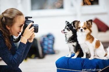 Do Dogs Realize When You Snap a Photo? Insights & Tips