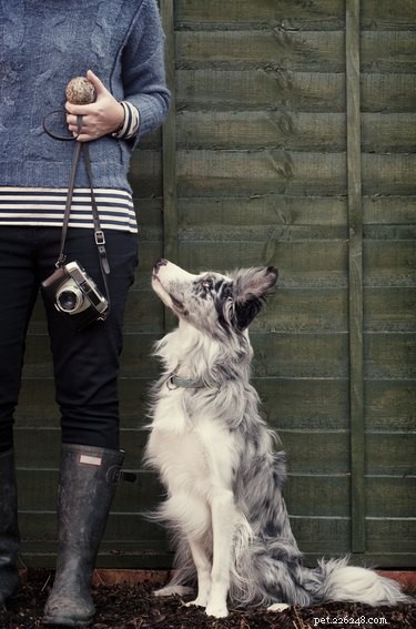 Do Dogs Realize When You Snap a Photo? Insights & Tips