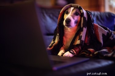 Is FaceTiming Your Pet Worth It? What You Need to Know