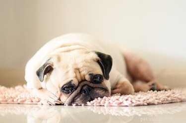 Understanding Why Dogs Sneezes While Playing: Insights for Owners