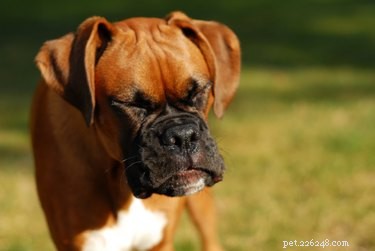 Understanding Why Dogs Sneezes While Playing: Insights for Owners