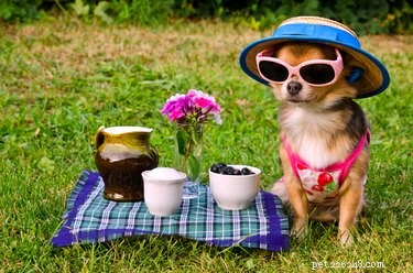 Do Cats and Dogs Enjoy Wearing Clothes? A Quick Guide