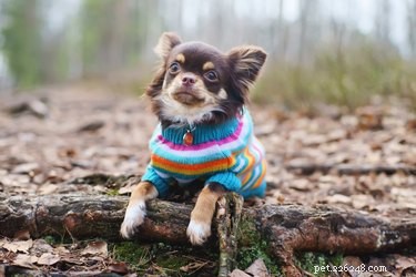 Do Cats and Dogs Enjoy Wearing Clothes? A Quick Guide