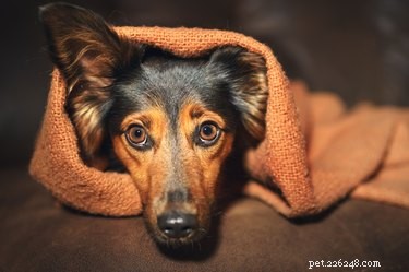 Do Cats and Dogs Enjoy Wearing Clothes? A Quick Guide