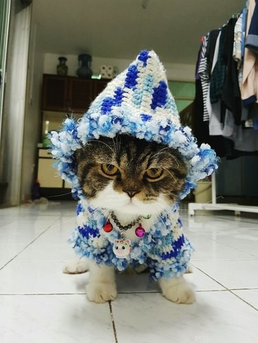 Do Cats and Dogs Enjoy Wearing Clothes? A Quick Guide