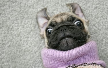 Do Cats and Dogs Enjoy Wearing Clothes? A Quick Guide