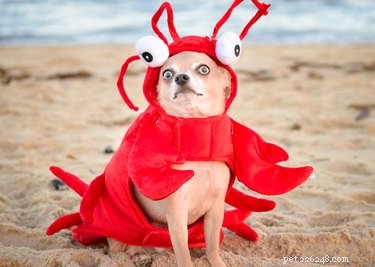Do Cats and Dogs Enjoy Wearing Clothes? A Quick Guide