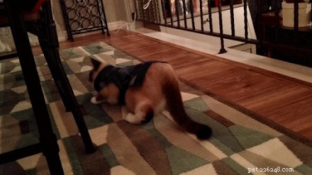 Do Cats and Dogs Enjoy Wearing Clothes? A Quick Guide