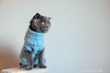 Do Cats and Dogs Enjoy Wearing Clothes? A Quick Guide