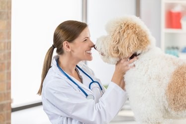 Why Your Dog Loves to Sniff You — Insights into Their Powerful Nose