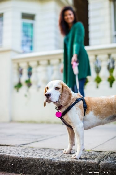 Choosing the Perfect Leash Length for Your Dog: A Guide to Safety and Comfort