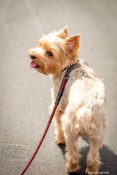 Choosing the Perfect Leash Length for Your Dog: A Guide to Safety and Comfort