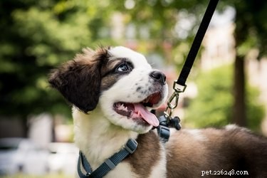 Choosing the Perfect Leash Length for Your Dog: A Guide to Safety and Comfort