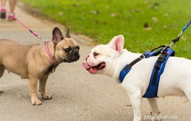 Choosing the Perfect Leash Length for Your Dog: A Guide to Safety and Comfort