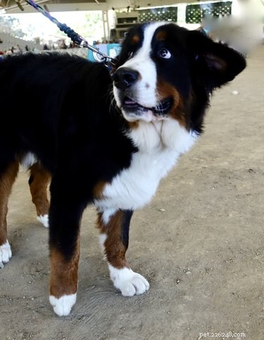 Choosing the Perfect Leash Length for Your Dog: A Guide to Safety and Comfort