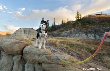 Choosing the Perfect Leash Length for Your Dog: A Guide to Safety and Comfort