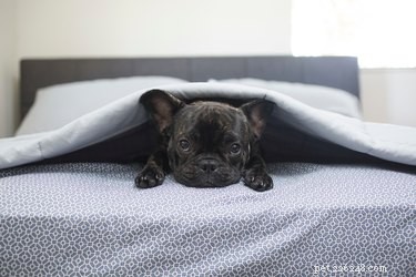 How to Safely Board Your Dog for the First Time: A Trusted Owner’s Guide