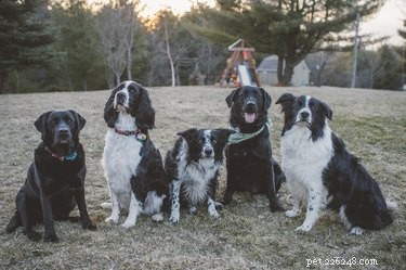 How to Safely Board Your Dog for the First Time: A Trusted Owner’s Guide