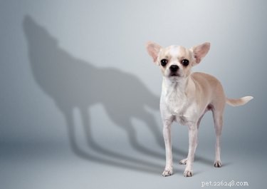 Wild vs. Domestic Dogs: Key Differences Explained