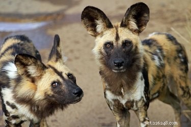 Wild vs. Domestic Dogs: Key Differences Explained