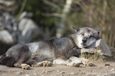 Wild vs. Domestic Dogs: Key Differences Explained