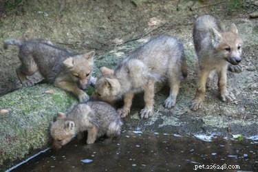 Wild vs. Domestic Dogs: Key Differences Explained