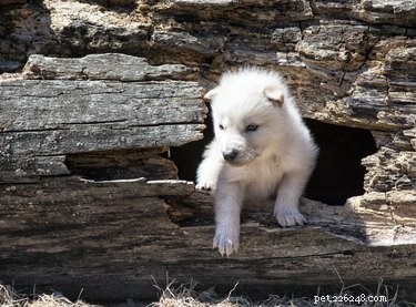 Wild vs. Domestic Dogs: Key Differences Explained