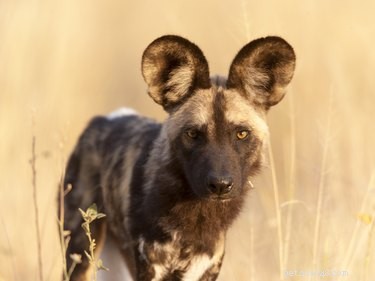 Wild vs. Domestic Dogs: Key Differences Explained