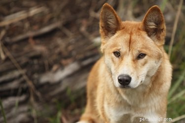 Wild vs. Domestic Dogs: Key Differences Explained